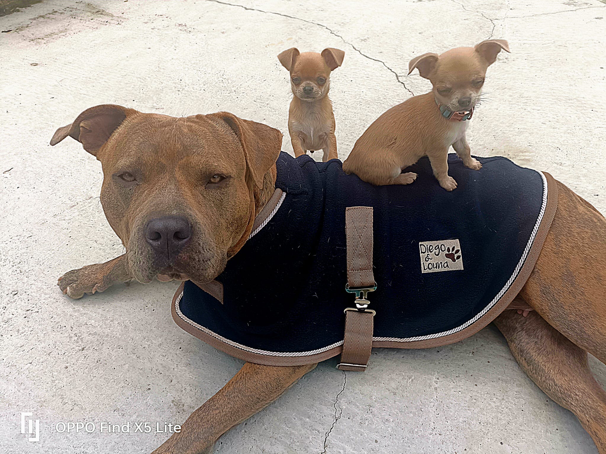 Protecteur Non Agressif