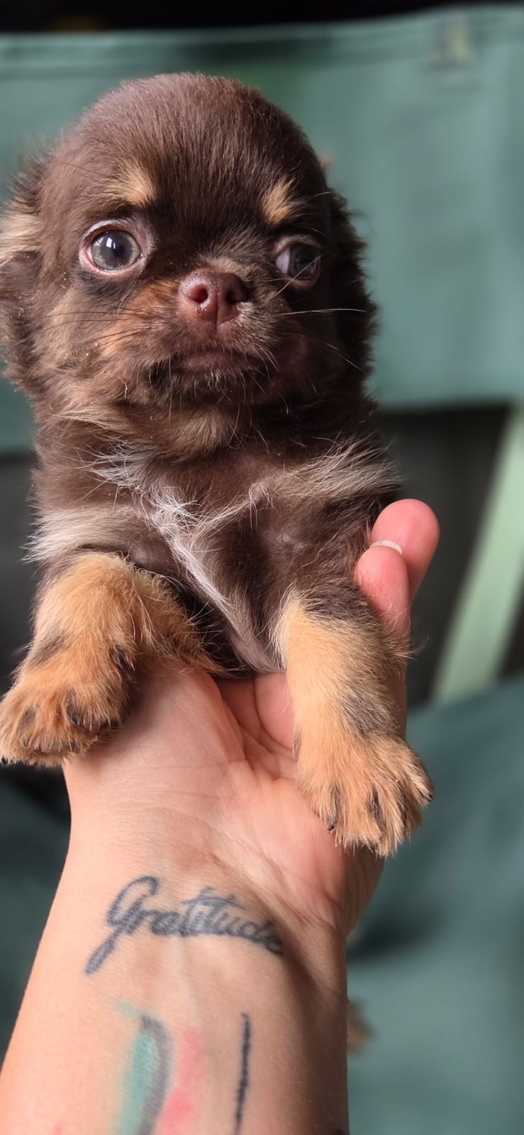 Chihuahua Type Russe