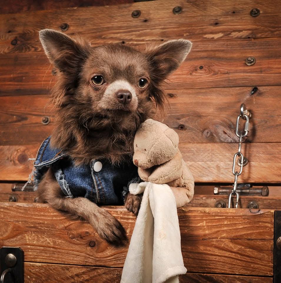 Chihuahua Type Standard